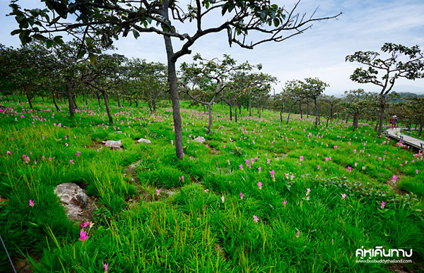 อุทยานแห่งชาติป่าหินงาม อุทยานแห่งชาติป่าหินงาม