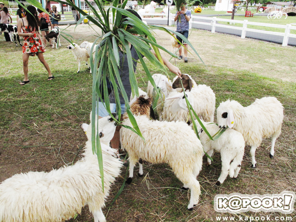 Swiss Sheep Farm Swiss Sheep Farm