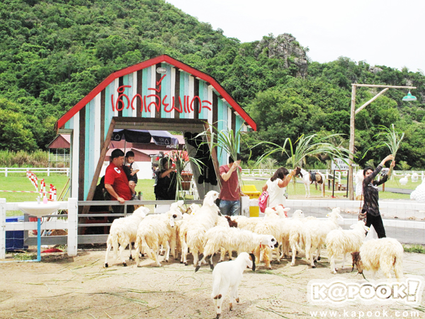 Swiss Sheep Farm Swiss Sheep Farm