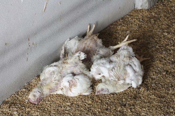 ไข้หวัดนก H5N8