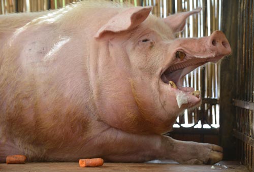 หมูยักษ์ หมูยักษ์