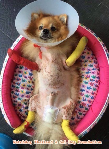 ข่าวน้องเจคอป หมาปอมถูกทำร้าย WDT เร่งรัดสืบสวนคดี