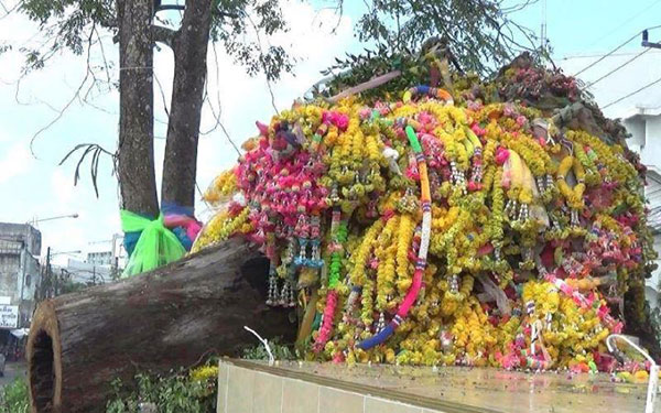 ต้นขนุนศักดิ์สิทธิ์ จ.ตรัง ต้นขนุนศักดิ์สิทธิ์ จ.ตรัง