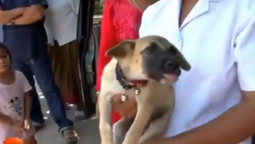 หมาพูดได้ หมาพูดได้