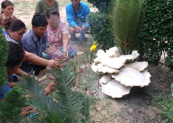 เห็ดประหลาด เห็ดประหลาด