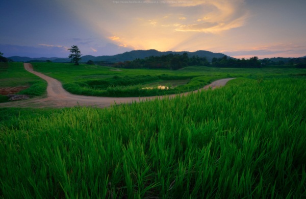พาเที่ยว ไร่บุญรอด เชียงราย ผ่านเลนส์กล้องในมุมมองหลากหลาย
