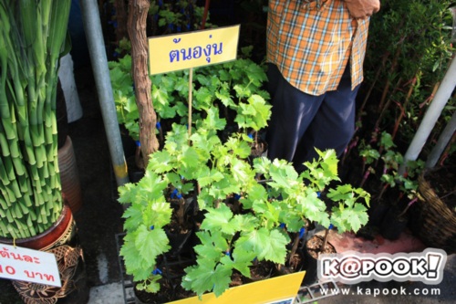 รูปภาพ เที่ยว งานเกษตรแฟร์ ปี53 มหาวิทยาลัยเกษตรศาสตร์