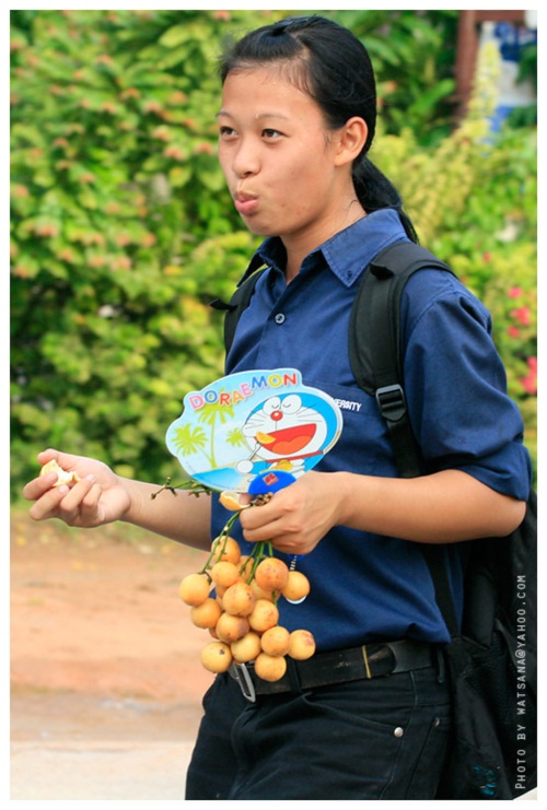 แม่โจ้ จัดงานเดิน-วิ่งการกุศลแม่โจ้-สันทราย 2555