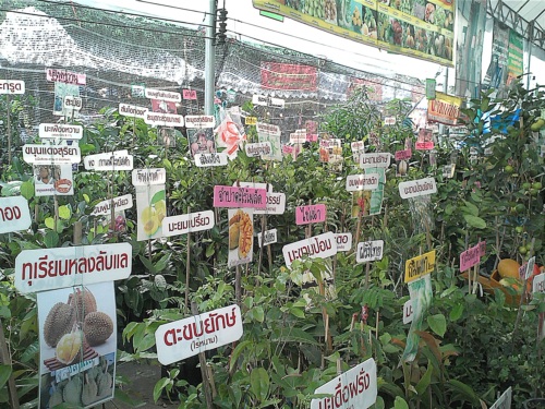 งานเกษตรแฟร์ 2556