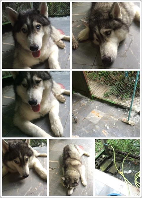 มาริโอ้ สุนัขพันธุ์ไซบีเรียนที่ถูกทิ้ง สุดฮอตมีคิวโชว์ตัวยาว มาริโอ้ สุนัขพันธุ์ไซบีเรียนที่ถูกทิ้ง สุดฮอตมีคิวโชว์ตัวยาว