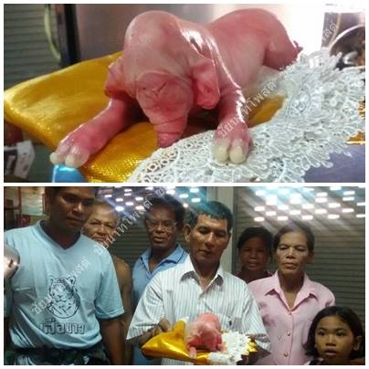 ลูกหมูประหลาดหน้าคล้ายช้าง คอหวยแห่ตีเลขเด็ด ลูกหมูประหลาดหน้าคล้ายช้าง คอหวยแห่ตีเลขเด็ด