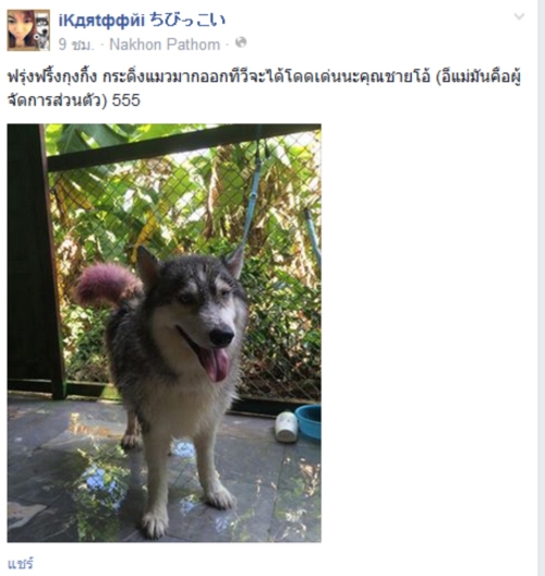 มาริโอ้ สุนัขพันธุ์ไซบีเรียนที่ถูกทิ้ง สุดฮอตมีคิวโชว์ตัวยาว มาริโอ้ สุนัขพันธุ์ไซบีเรียนที่ถูกทิ้ง สุดฮอตมีคิวโชว์ตัวยาว