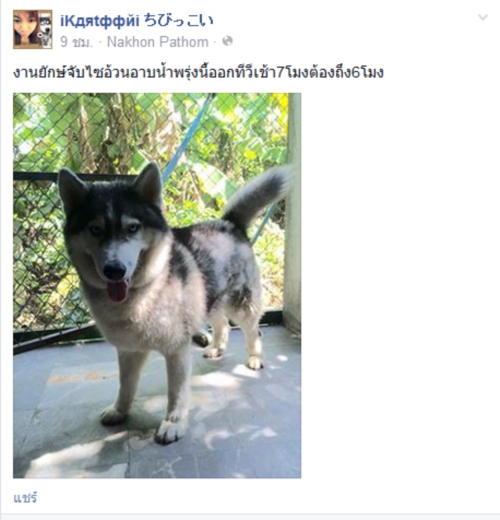 มาริโอ้ สุนัขพันธุ์ไซบีเรียนที่ถูกทิ้ง สุดฮอตมีคิวโชว์ตัวยาว มาริโอ้ สุนัขพันธุ์ไซบีเรียนที่ถูกทิ้ง สุดฮอตมีคิวโชว์ตัวยาว