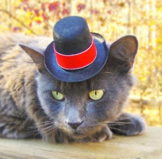 ชมภาพเหมียวใส่หมวกจากทั่วโลก น่ารักอย่าบอกใคร