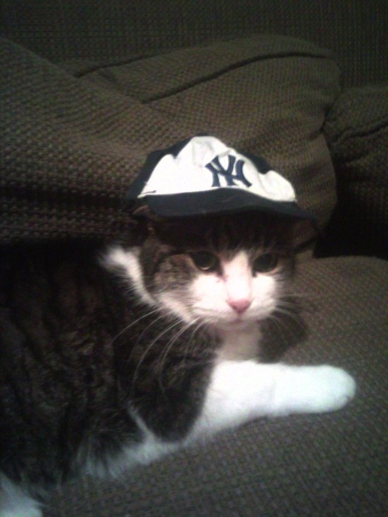 ชมภาพเหมียวใส่หมวกจากทั่วโลก น่ารักอย่าบอกใคร