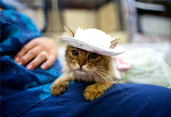 ชมภาพเหมียวใส่หมวกจากทั่วโลก น่ารักอย่าบอกใคร