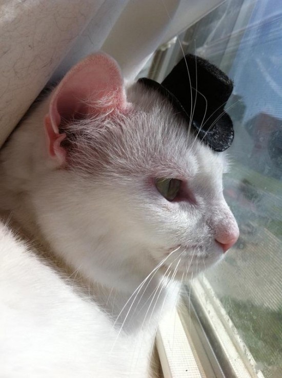 ชมภาพเหมียวใส่หมวกจากทั่วโลก น่ารักอย่าบอกใคร