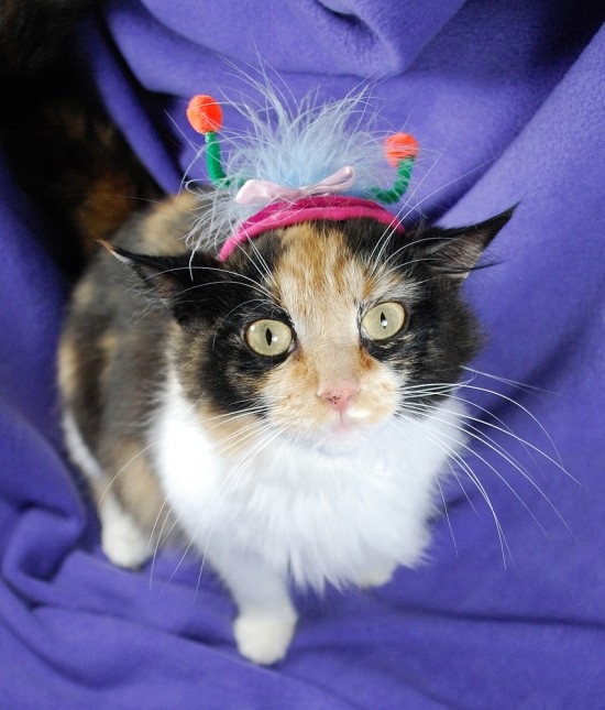 ชมภาพเหมียวใส่หมวกจากทั่วโลก น่ารักอย่าบอกใคร