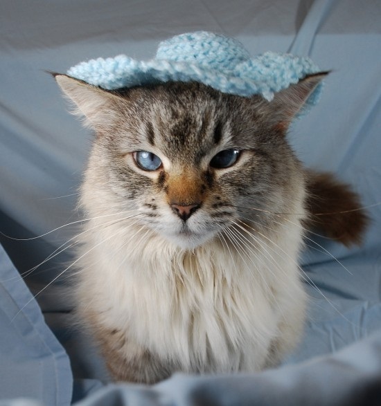 ชมภาพเหมียวใส่หมวกจากทั่วโลก น่ารักอย่าบอกใคร