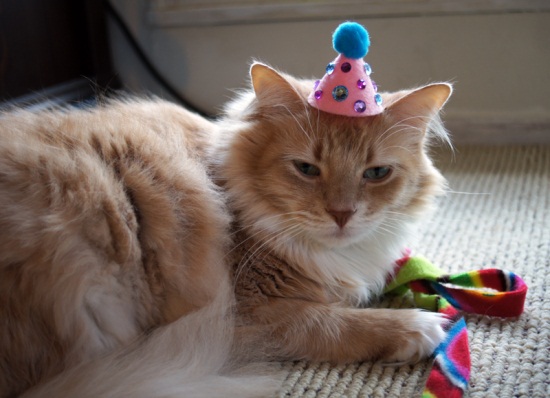 ชมภาพเหมียวใส่หมวกจากทั่วโลก น่ารักอย่าบอกใคร