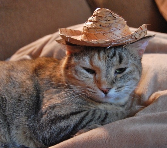 ชมภาพเหมียวใส่หมวกจากทั่วโลก น่ารักอย่าบอกใคร