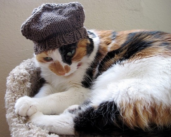 ชมภาพเหมียวใส่หมวกจากทั่วโลก น่ารักอย่าบอกใคร