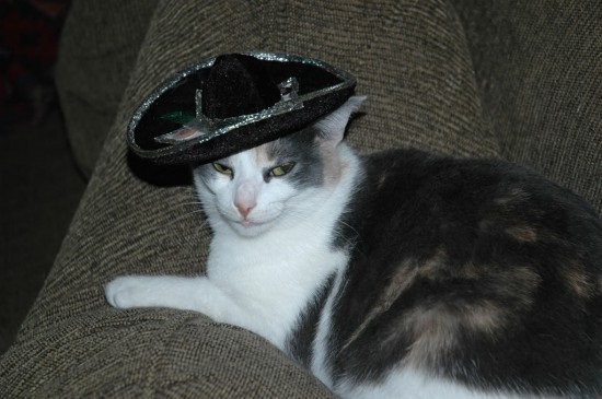 ชมภาพเหมียวใส่หมวกจากทั่วโลก น่ารักอย่าบอกใคร