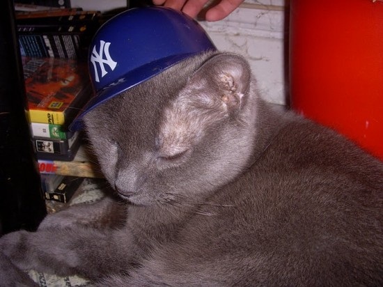 ชมภาพเหมียวใส่หมวกจากทั่วโลก น่ารักอย่าบอกใคร