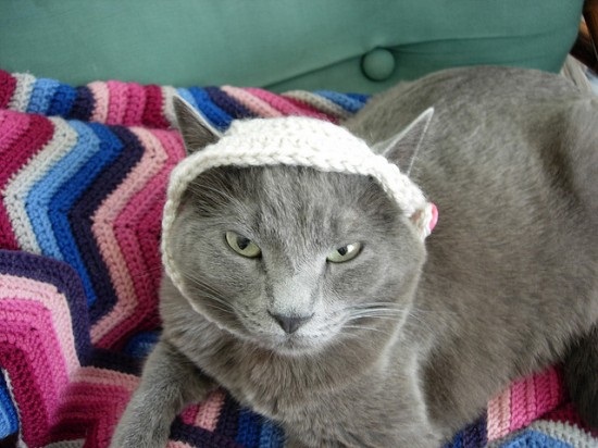 ชมภาพเหมียวใส่หมวกจากทั่วโลก น่ารักอย่าบอกใคร