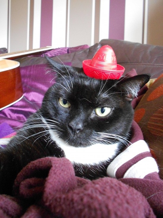 ชมภาพเหมียวใส่หมวกจากทั่วโลก น่ารักอย่าบอกใคร