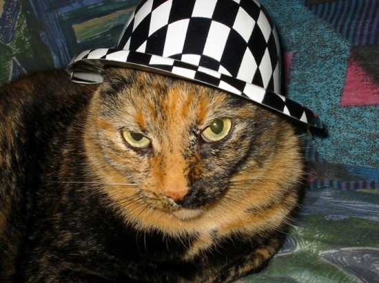 ชมภาพเหมียวใส่หมวกจากทั่วโลก น่ารักอย่าบอกใคร
