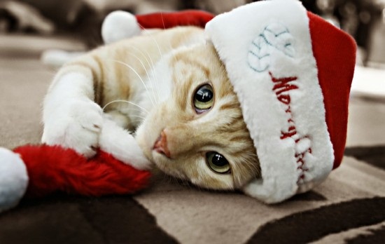 ชมภาพเหมียวใส่หมวกจากทั่วโลก น่ารักอย่าบอกใคร