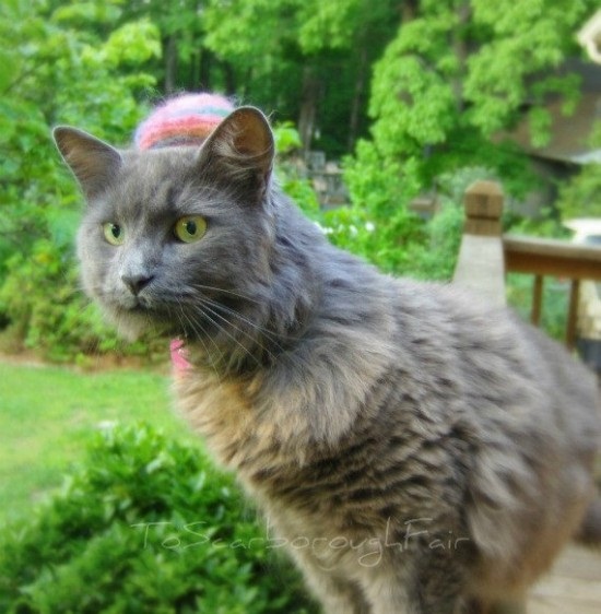 ชมภาพเหมียวใส่หมวกจากทั่วโลก น่ารักอย่าบอกใคร