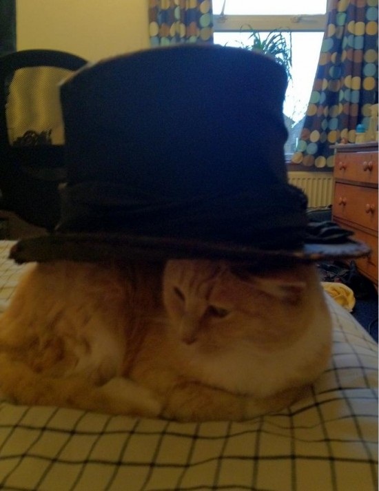 ชมภาพเหมียวใส่หมวกจากทั่วโลก น่ารักอย่าบอกใคร