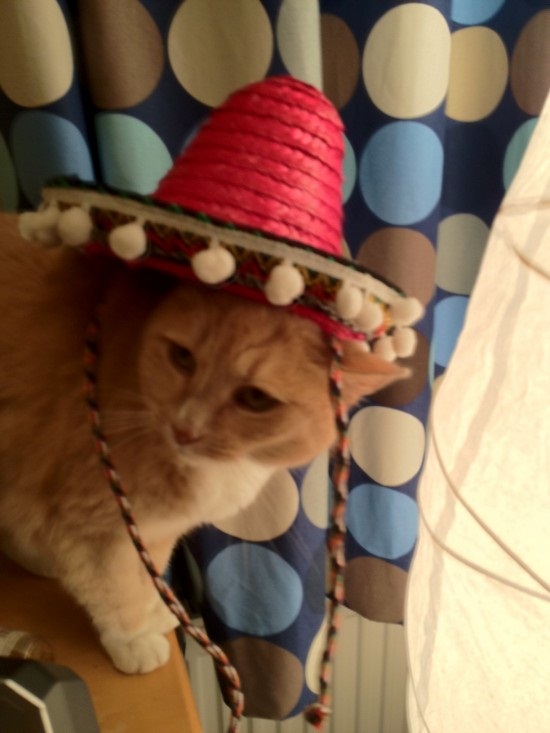 ชมภาพเหมียวใส่หมวกจากทั่วโลก น่ารักอย่าบอกใคร