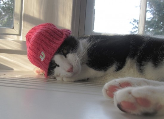 ชมภาพเหมียวใส่หมวกจากทั่วโลก น่ารักอย่าบอกใคร