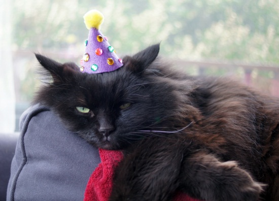 ชมภาพเหมียวใส่หมวกจากทั่วโลก น่ารักอย่าบอกใคร