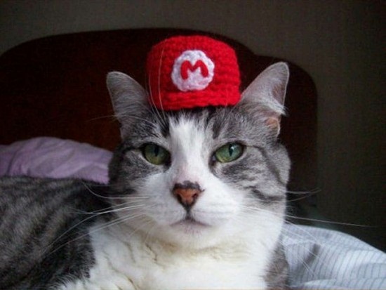 ชมภาพเหมียวใส่หมวกจากทั่วโลก น่ารักอย่าบอกใคร