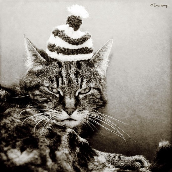 ชมภาพเหมียวใส่หมวกจากทั่วโลก น่ารักอย่าบอกใคร