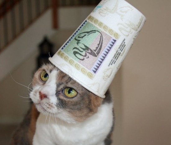 ชมภาพเหมียวใส่หมวกจากทั่วโลก น่ารักอย่าบอกใคร