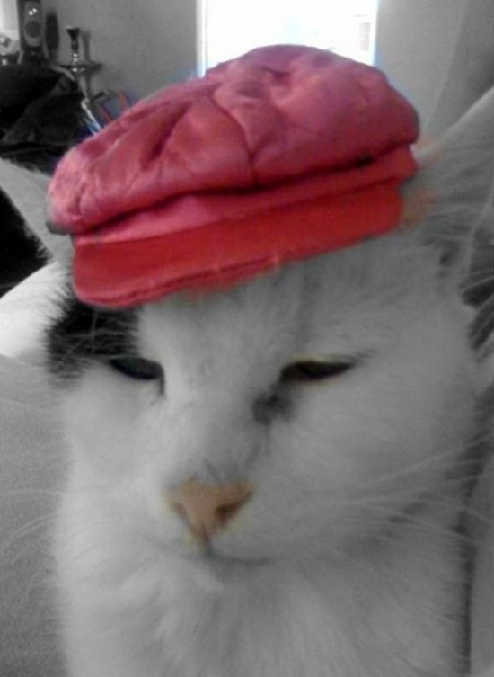 ชมภาพเหมียวใส่หมวกจากทั่วโลก น่ารักอย่าบอกใคร