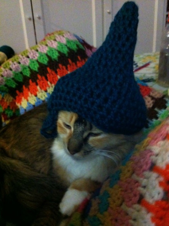 ชมภาพเหมียวใส่หมวกจากทั่วโลก น่ารักอย่าบอกใคร