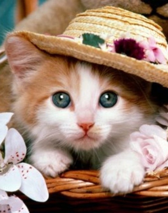 ชมภาพเหมียวใส่หมวกจากทั่วโลก น่ารักอย่าบอกใคร