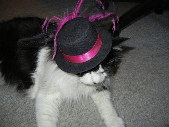 ชมภาพเหมียวใส่หมวกจากทั่วโลก น่ารักอย่าบอกใคร