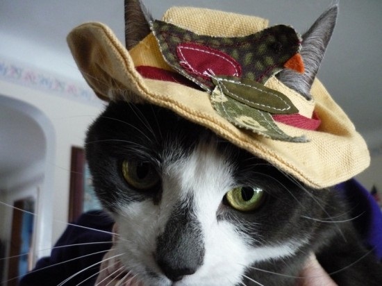 ชมภาพเหมียวใส่หมวกจากทั่วโลก น่ารักอย่าบอกใคร