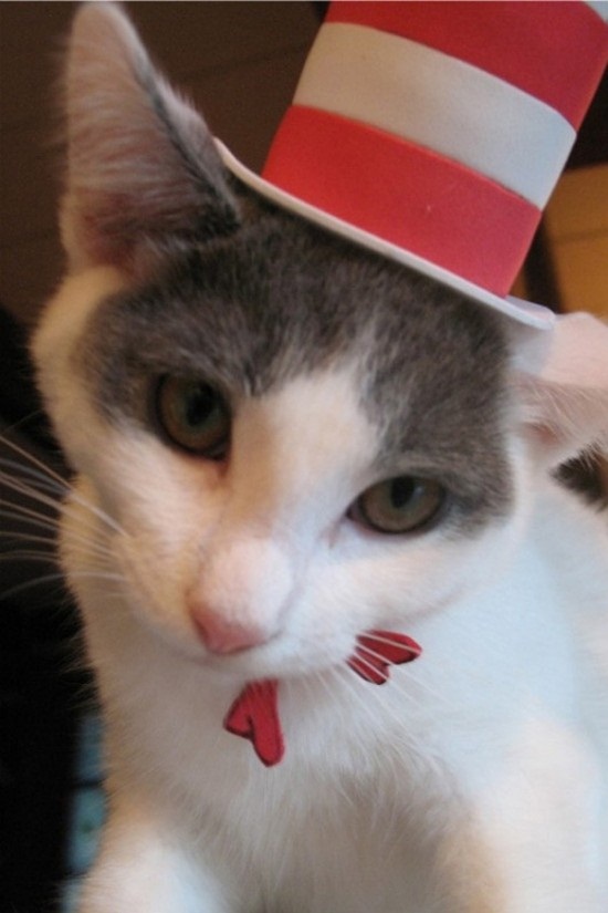 ชมภาพเหมียวใส่หมวกจากทั่วโลก น่ารักอย่าบอกใคร