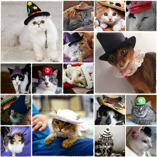 ชมภาพเหมียวใส่หมวกจากทั่วโลก น่ารักอย่าบอกใคร