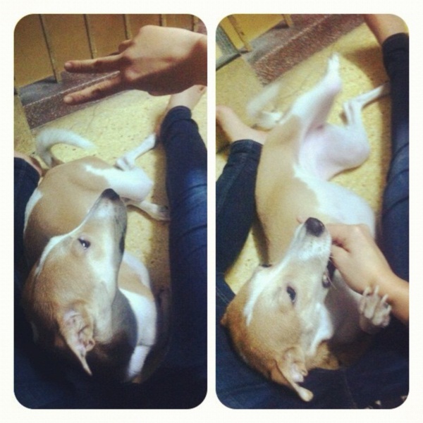 รวมภาพ...เชียร์ นางเอกใจบุญ รับเลี้ยงสุนัขขาขาด