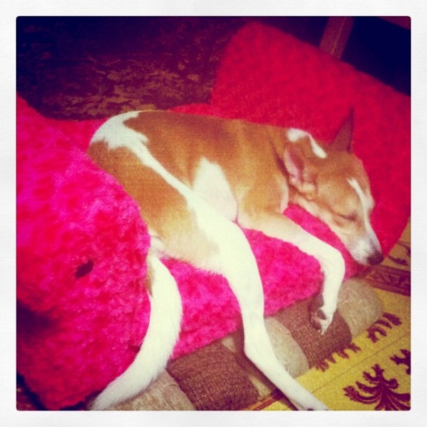 รวมภาพ...เชียร์ นางเอกใจบุญ รับเลี้ยงสุนัขขาขาด