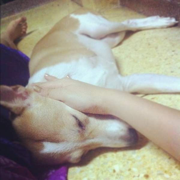 รวมภาพ...เชียร์ นางเอกใจบุญ รับเลี้ยงสุนัขขาขาด